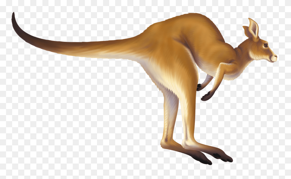 Kangaroo Gif Background Animated Kangaroo Hopping Gif, Animal, Mammal Png