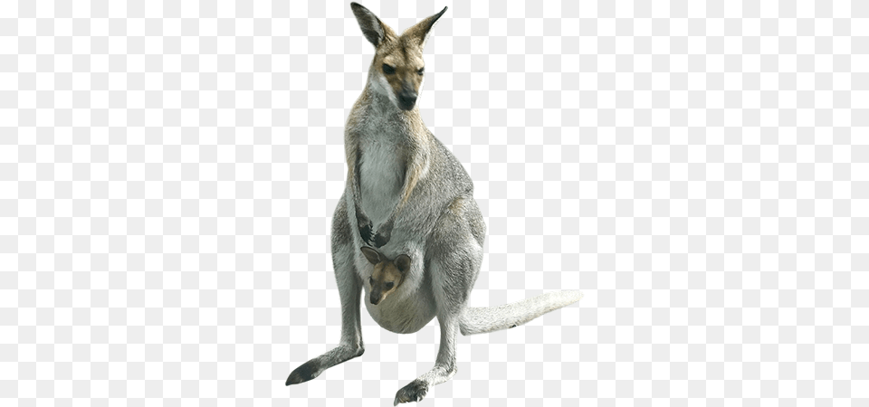 Kangaroo Arts, Animal, Mammal Png Image