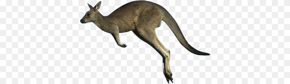 Kangaroo Image Collection Kangaroo With No Background, Animal, Mammal Free Png