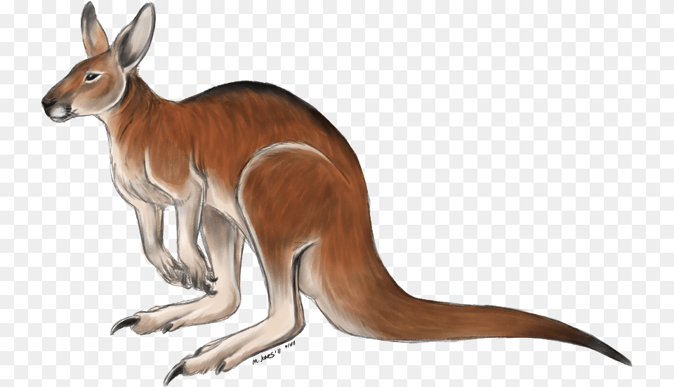 Kangaroo Image Coloured Picture Of Kangaroo, Animal, Mammal Free Png Download