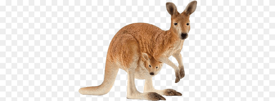 Kangaroo Images, Animal, Mammal Free Png