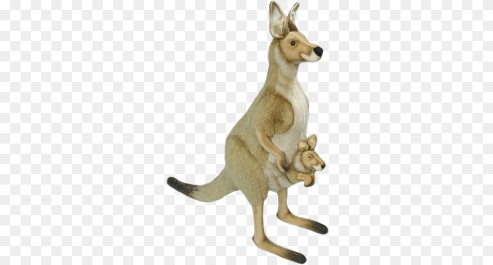 Kangaroo Images Kangaroo, Animal, Mammal Png