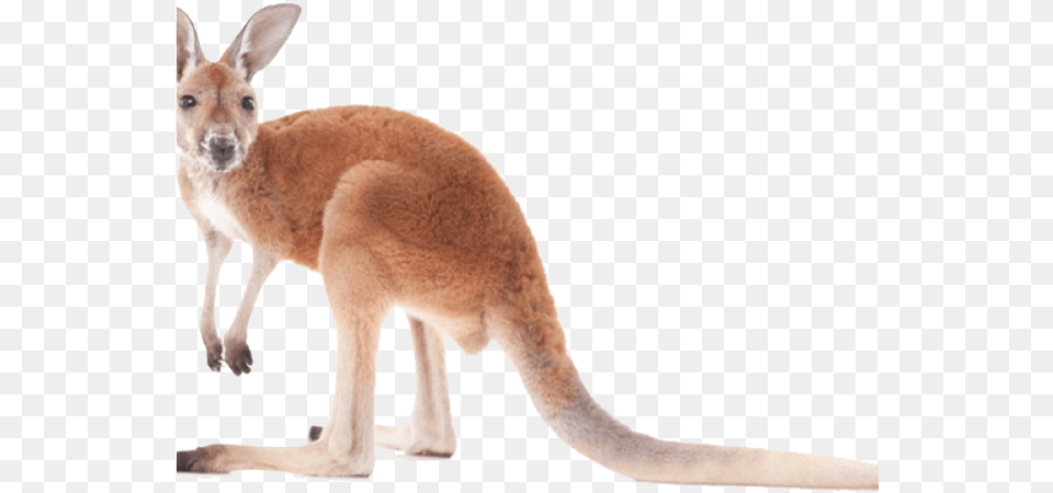 Kangaroo Images Kangaroo, Animal, Mammal Png Image
