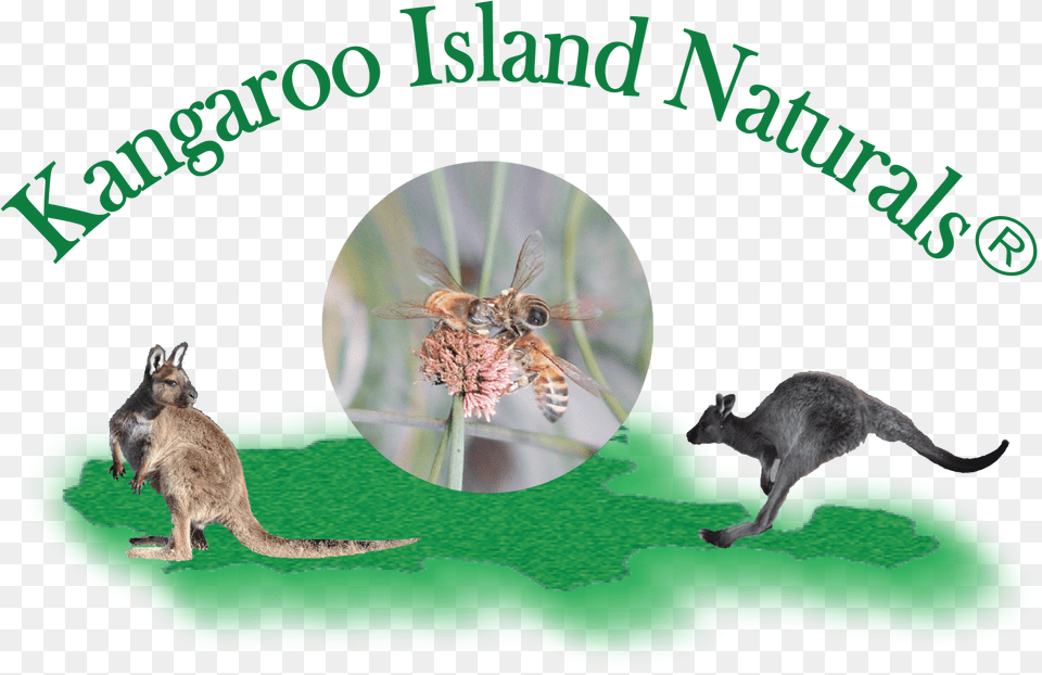 Kangaroo Island Sugar Gum Honey 500g Jar Eastern Grey Kangaroo, Animal, Mammal, Bee, Honey Bee Free Png