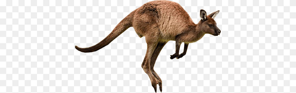 Kangaroo Jumps, Animal, Mammal Png Image