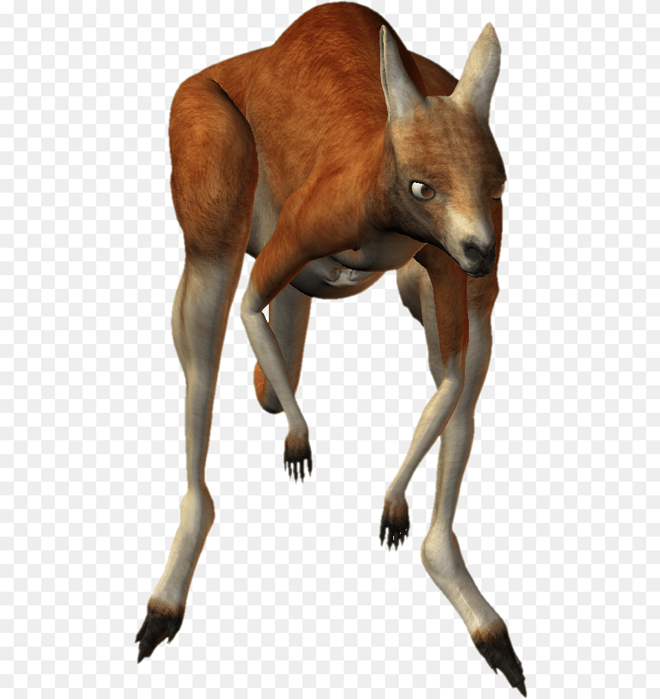 Kangaroo Kangaroo, Animal, Mammal, Canine, Dog Png