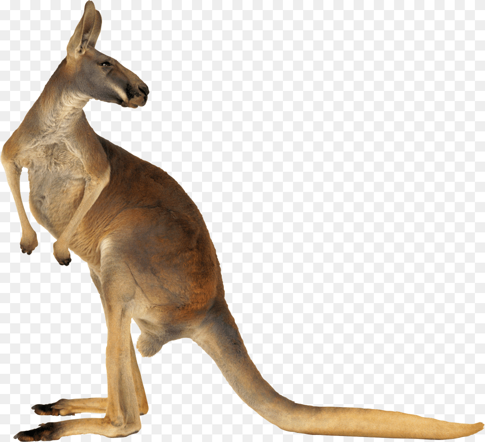 Kangaroo Kangaroo, Animal, Mammal Free Transparent Png