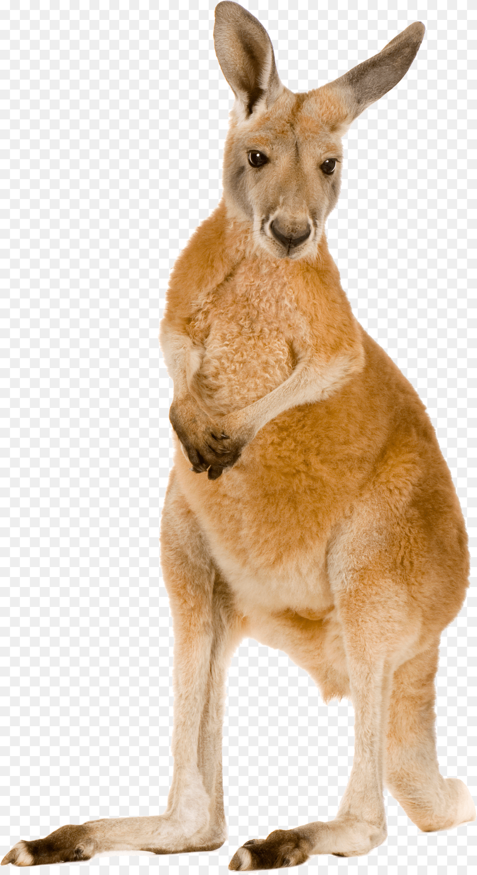 Kangaroo Kangaroo, Animal, Mammal Free Png