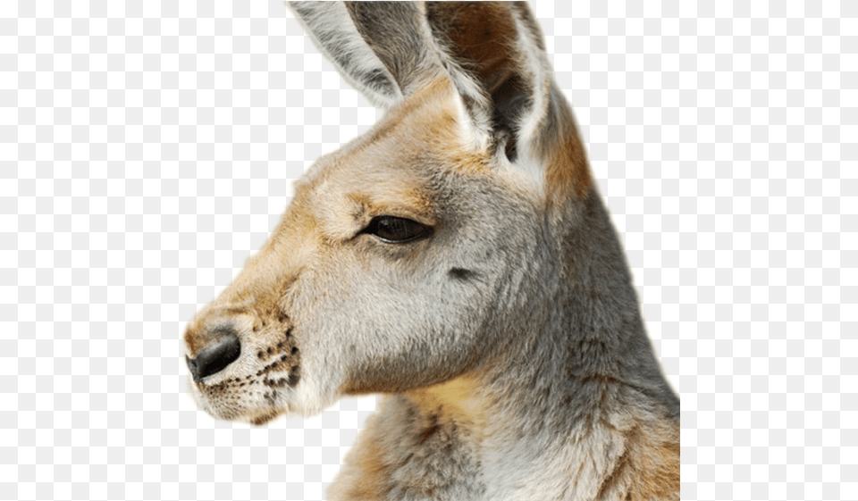 Kangaroo Kangaroo Face Side, Animal, Mammal Png