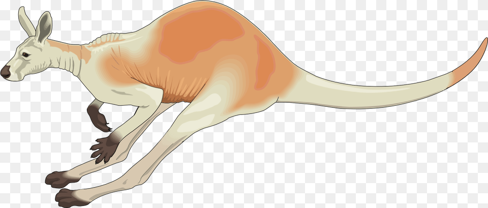 Kangaroo Kangaroo Hopping, Animal, Mammal Png