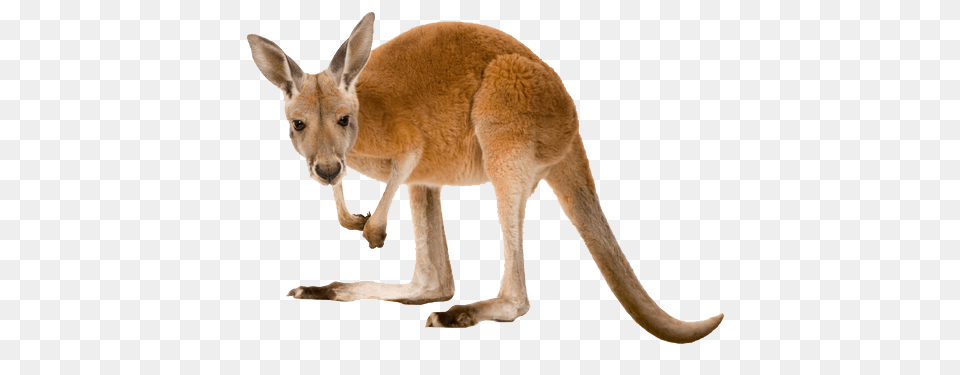 Kangaroo Left, Animal, Mammal Free Transparent Png