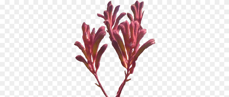 Kangaroo Paw 3 Image Kangaroo Paw Flower, Plant, Petal, Grass, Seaweed Png