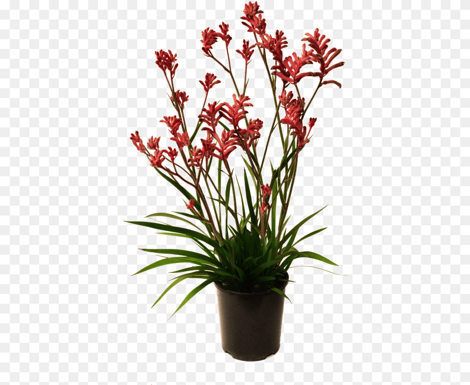 Kangaroo Paw Plant, Flower, Flower Arrangement, Potted Plant Png Image