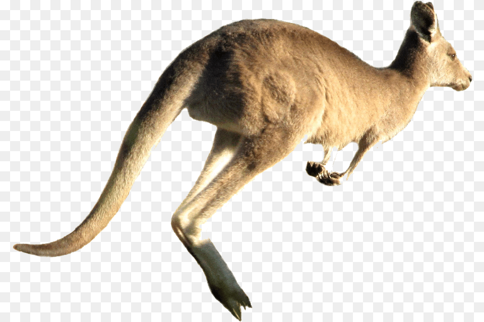 Kangaroo Pic Kangaroo Jumping White Background, Animal, Mammal Free Png Download