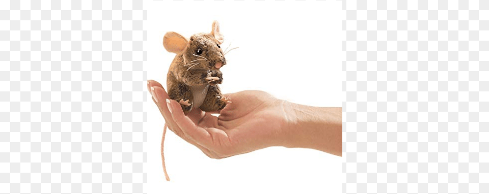Kangaroo Rat, Animal, Mammal, Rodent Free Transparent Png