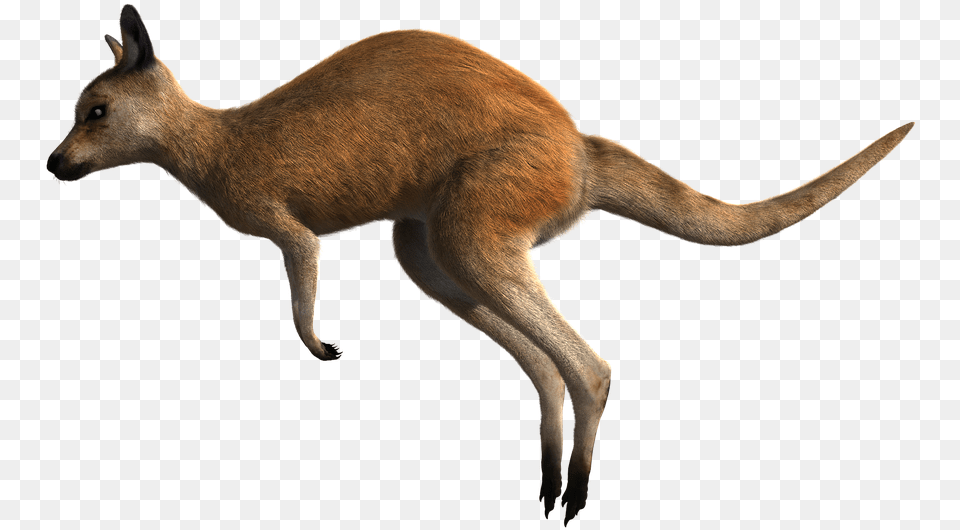 Kangaroo Red Wildlife Animal Australia Marsupial Kangaroo, Mammal Png