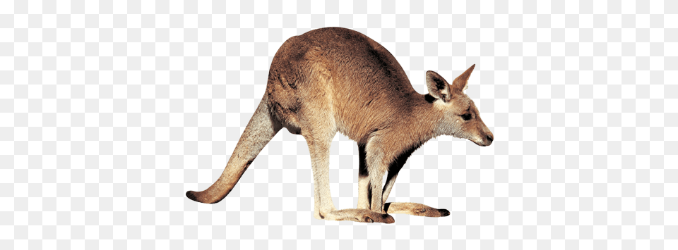 Kangaroo Right, Animal, Mammal Free Png Download