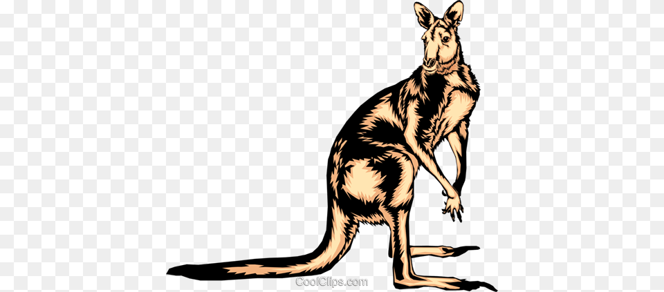 Kangaroo Royalty Vector Clip Art Illustration, Animal, Mammal Png