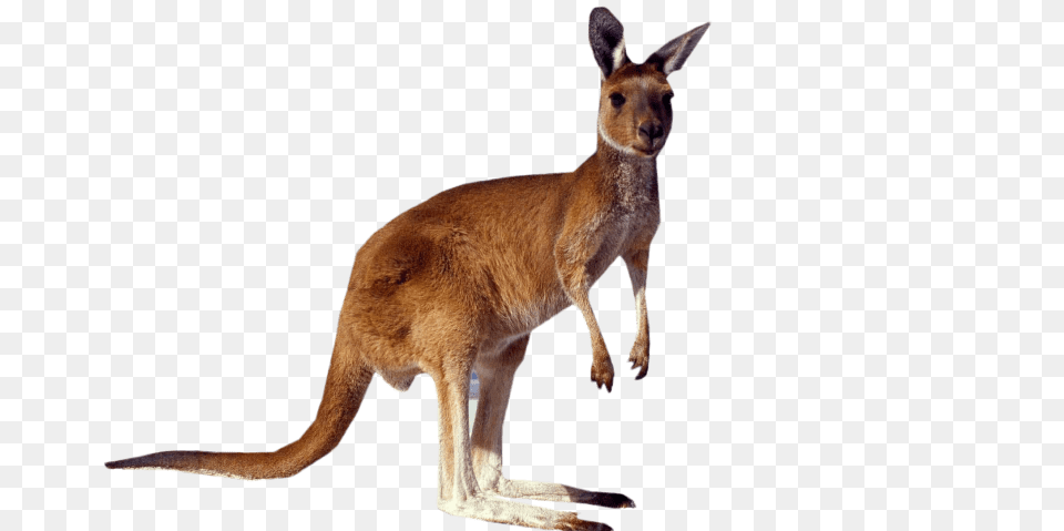 Kangaroo Standing, Animal, Mammal Free Png Download