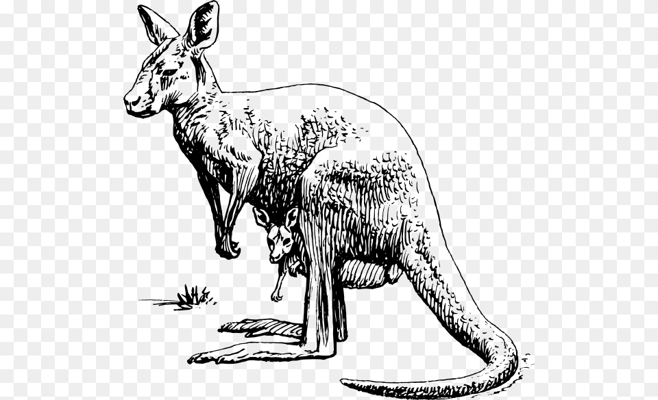 Kangaroo Svg Clip Arts Kangaroo Illustration Black And White, Animal, Mammal, Adult, Female Png Image