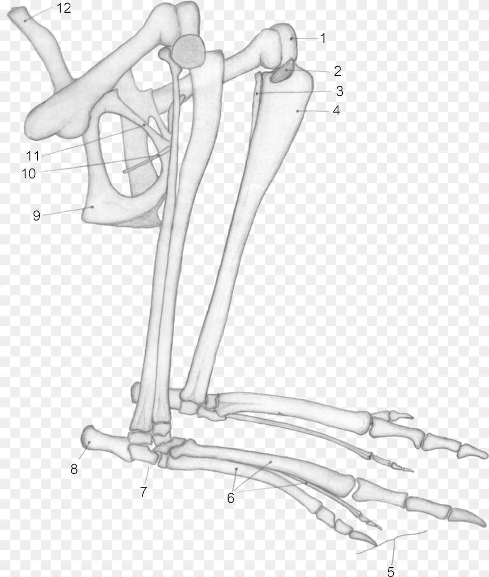 Kangaroo Tibia, Person Free Transparent Png