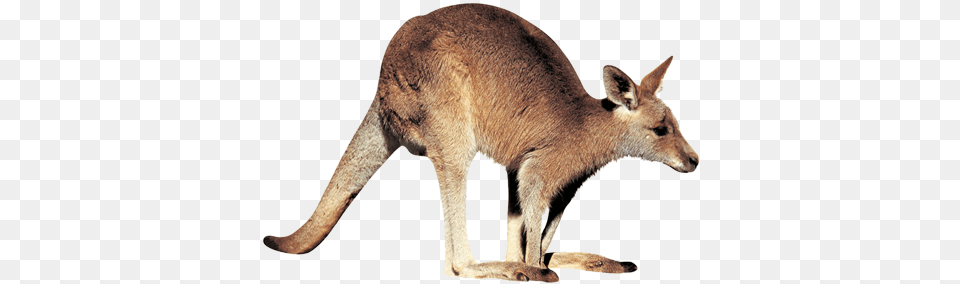 Kangaroo Transparent Images Budgies In The Wild, Animal, Mammal Free Png Download