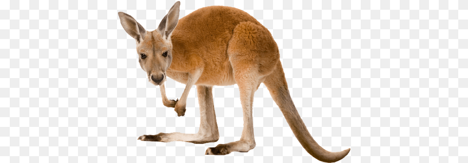 Kangaroo Transparent Images Kangaroo, Animal, Mammal Free Png