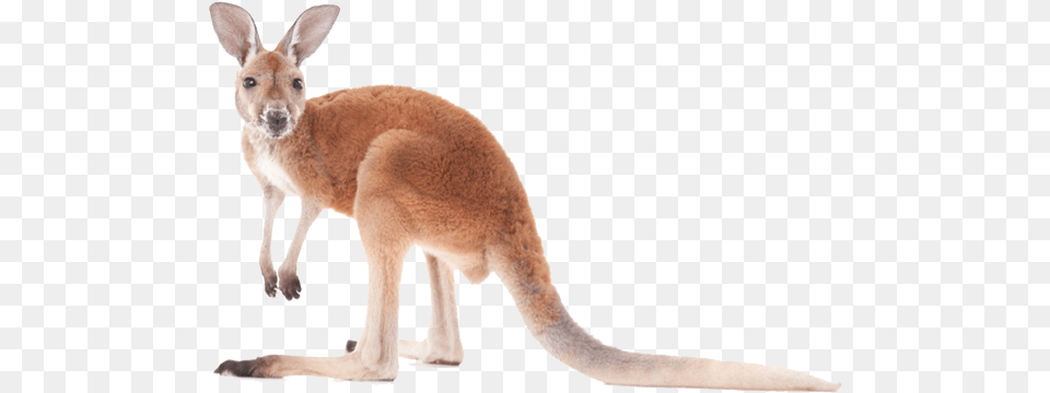 Kangaroo Transparent Kangaroo, Animal, Mammal Png