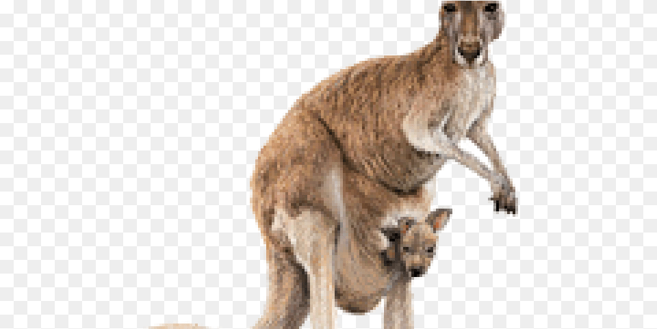 Kangaroo Transparent Kangaroo, Animal, Mammal, Canine, Dog Free Png