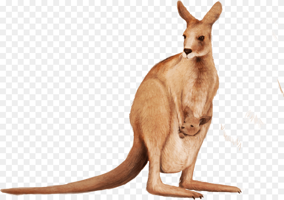 Kangaroo Wallaby Animal Kangaroo, Mammal Png Image