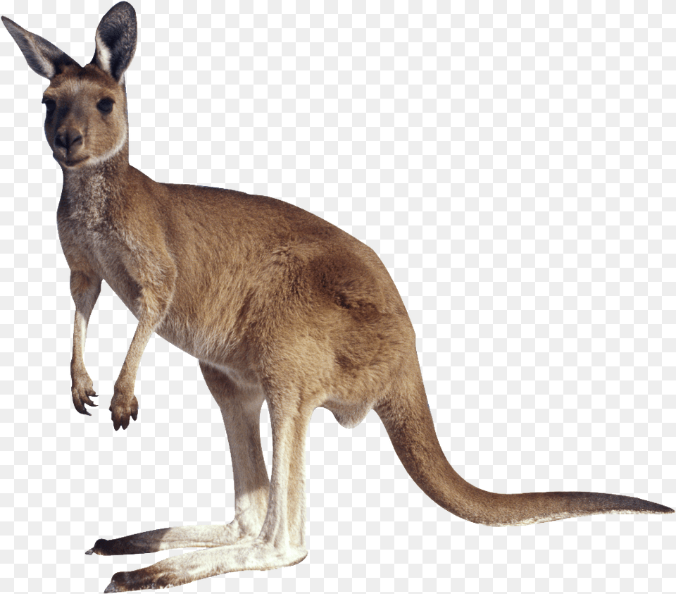 Kangaroo Without Background Kangaroo, Animal, Mammal Free Png Download