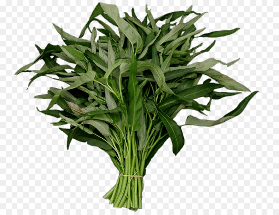 Kangkong, Plant, Leaf, Food, Leafy Green Vegetable Free Transparent Png