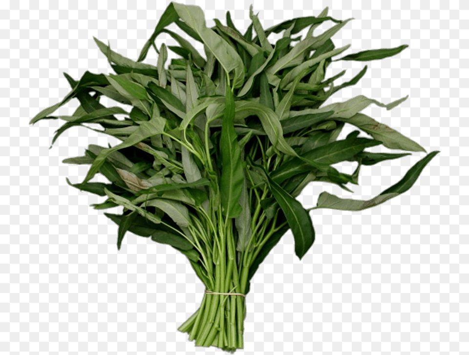 Kangkong Kangkong Cartoon, Plant, Leaf, Food, Leafy Green Vegetable Free Png Download