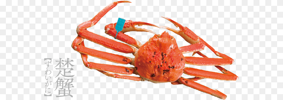 Kano Gani Or The Snow Crab One Of The Most Known Kanazawa, Animal, Food, Invertebrate, Sea Life Png