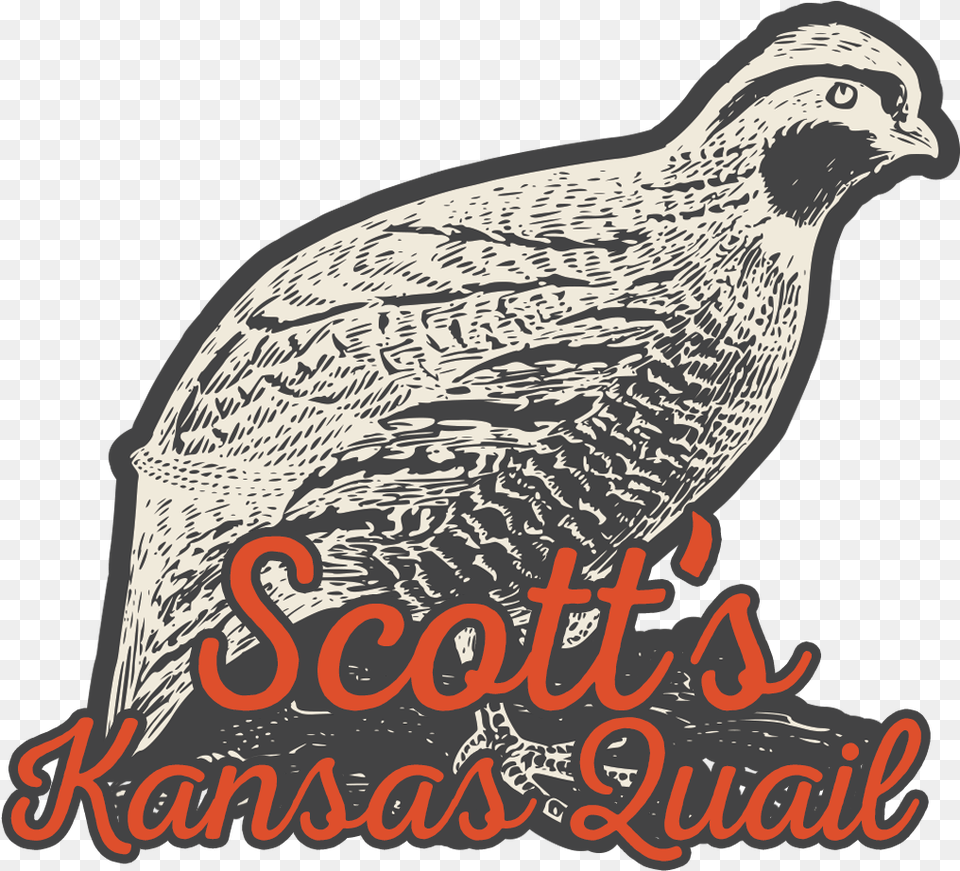 Kansas Quail Local Quail And Quail Eggs Farmer Kansas, Animal, Bird, Partridge Free Png