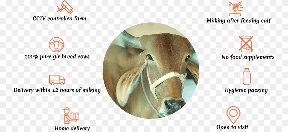 Kapilamrut Farm Pune Pune, Animal, Cattle, Livestock, Mammal Free Transparent Png