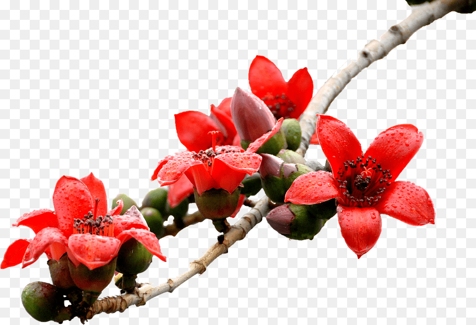 Kapok Flower, Petal, Plant, Geranium Free Png Download