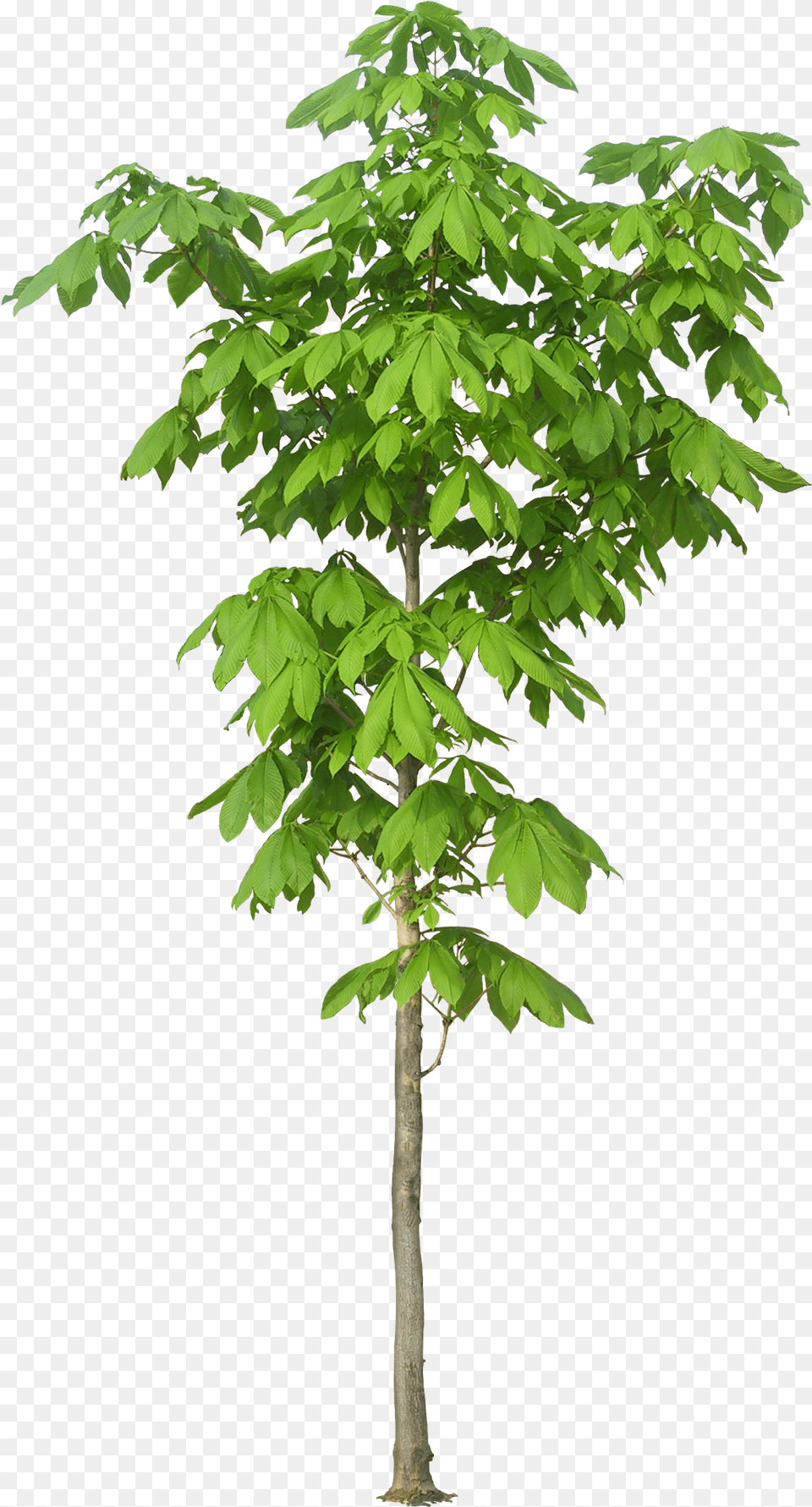 Kapok Tree Trees Luxuriant Hq Kapok Tree Leaf, Maple, Plant, Oak, Sycamore Free Png