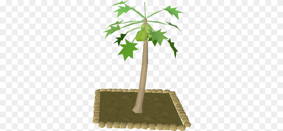 Karamja Teak Trees Papaya Osrs, Leaf, Plant, Tree, Food Png