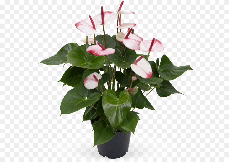 Karmaplants Flamingoblume Hot Lips, Flower, Flower Arrangement, Plant, Anthurium Free Transparent Png