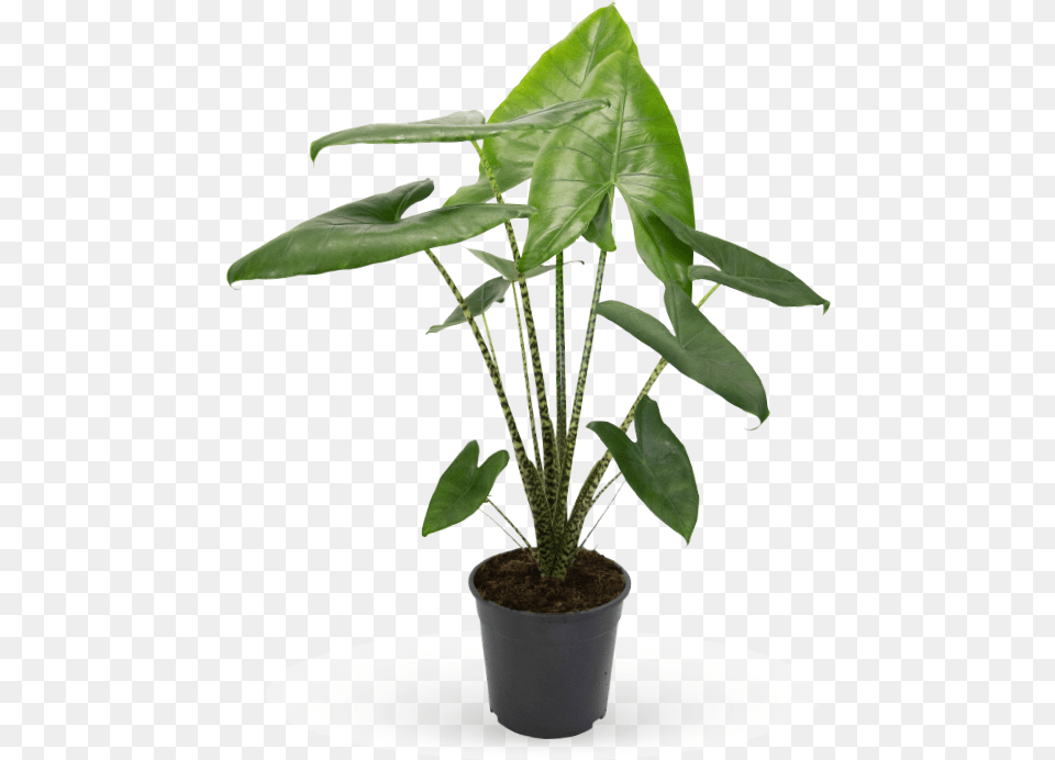 Karmaplants Plant, Leaf, Palm Tree, Tree, Potted Plant Png