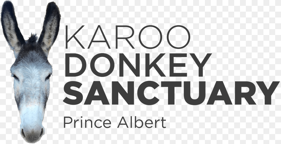 Karoo Donkey Sanctuary, Animal, Mammal, Horse Png