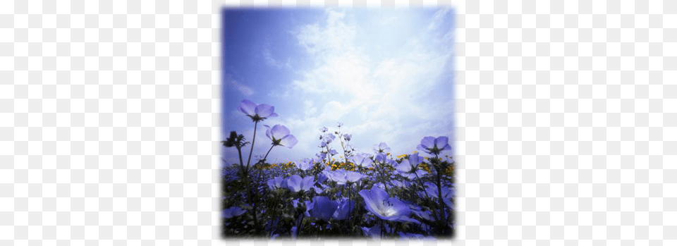 Kartsk Etika Vklad Karet Teb Blue Flowers, Anemone, Purple, Plant, Petal Free Png