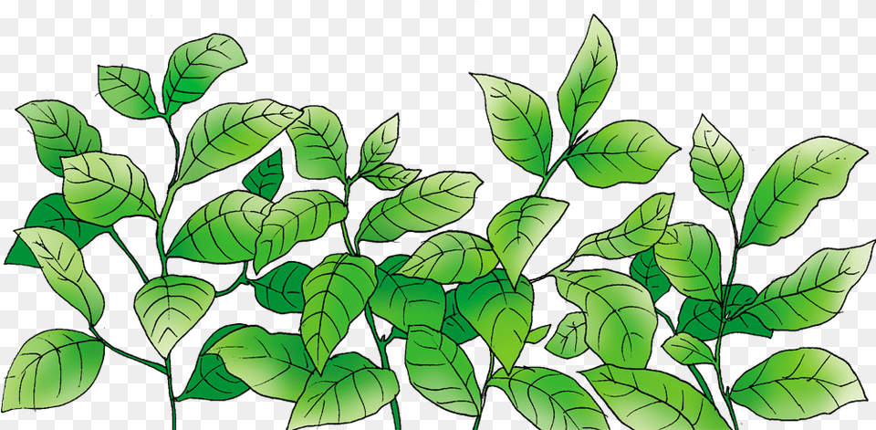 Kartun Daun Hijau, Green, Leaf, Plant, Vegetation Png