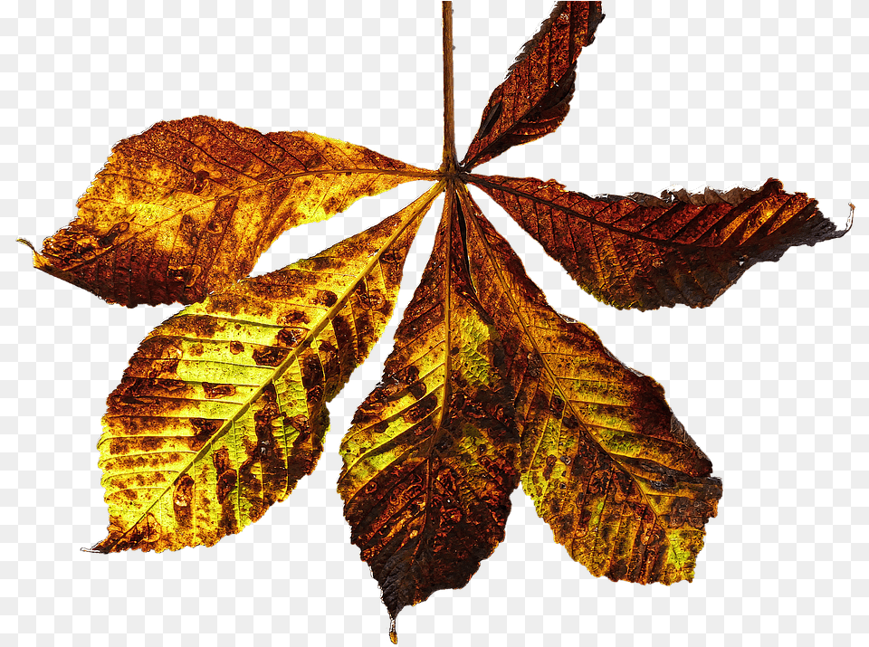 Kastanie Blatt, Leaf, Plant, Tree, Maple Free Transparent Png