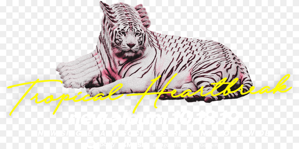 Katastro Tiger 4k, Animal, Mammal, Wildlife, Advertisement Free Png Download