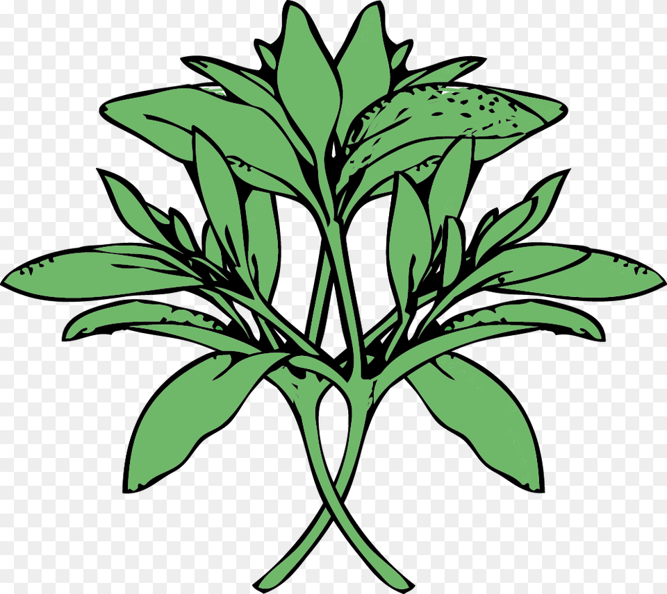 Kates Table Sage, Herbal, Herbs, Leaf, Plant Png Image