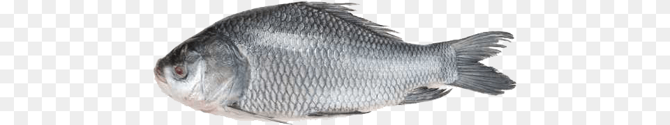 Katla Fish In Bd, Animal, Sea Life, Carp Free Transparent Png