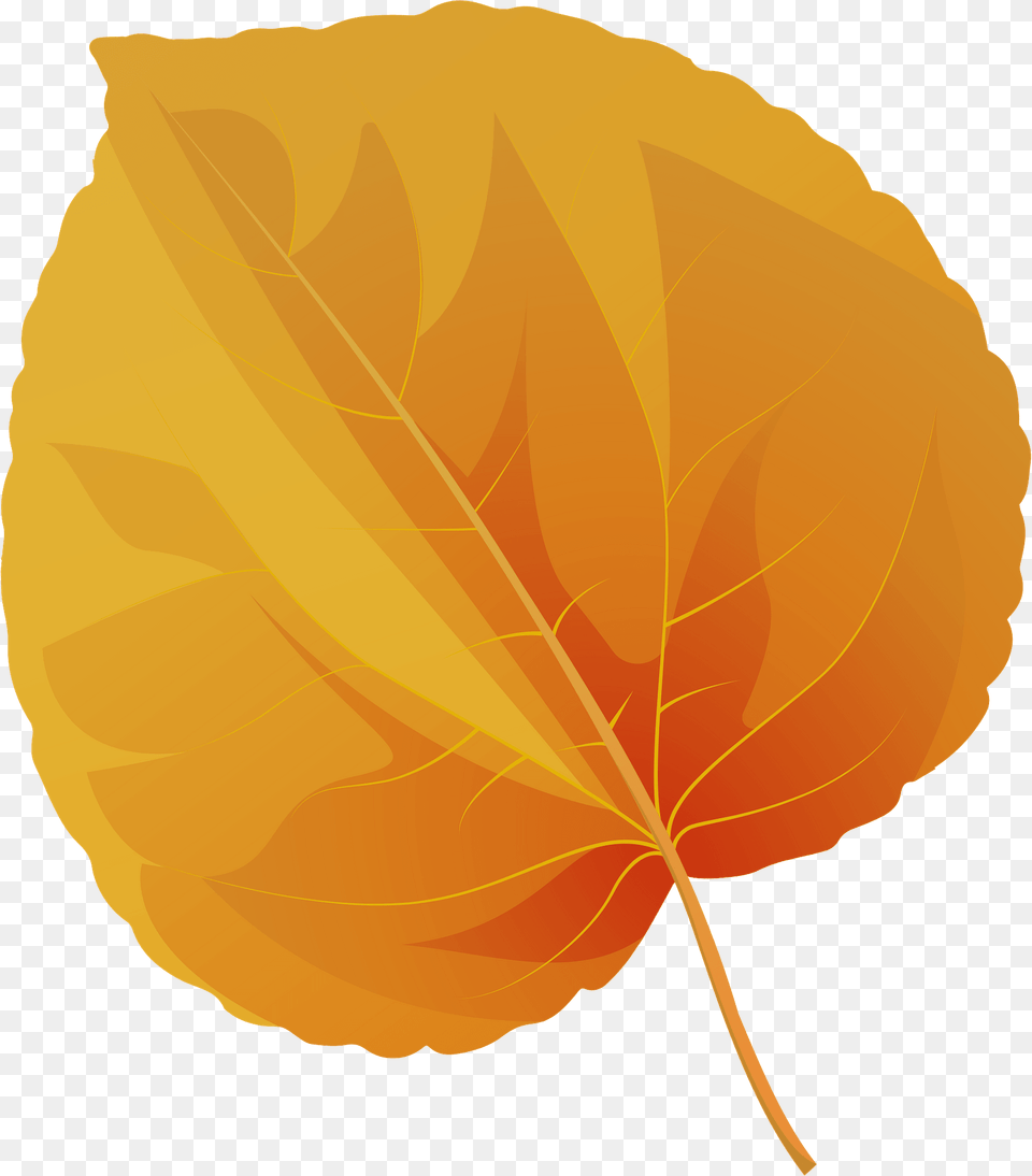 Katsura Tree Autumn Leaf Clipart, Plant Free Png