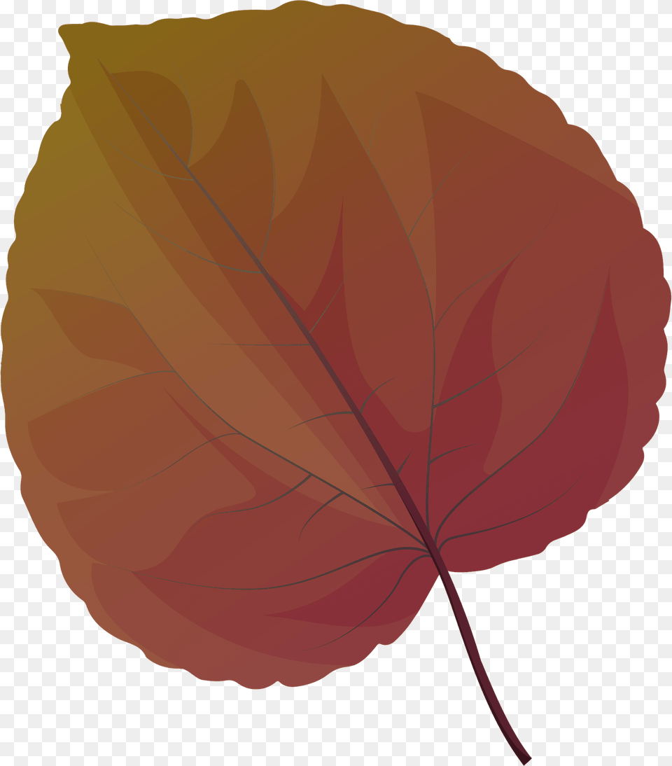 Katsura Tree Spring Leaf Clipart, Plant, Maple Leaf Png